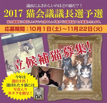 画像: 猫会議議長選挙の立候補猫募集が始まりました。